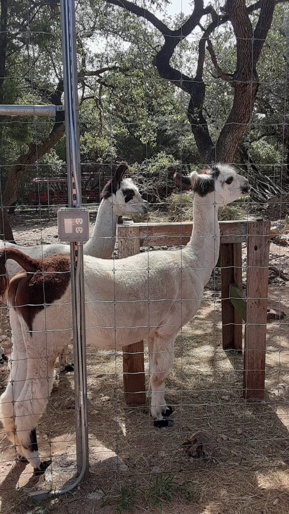 Two white alpacas standing in a fenced pen under oak trees at the Austin Zoo