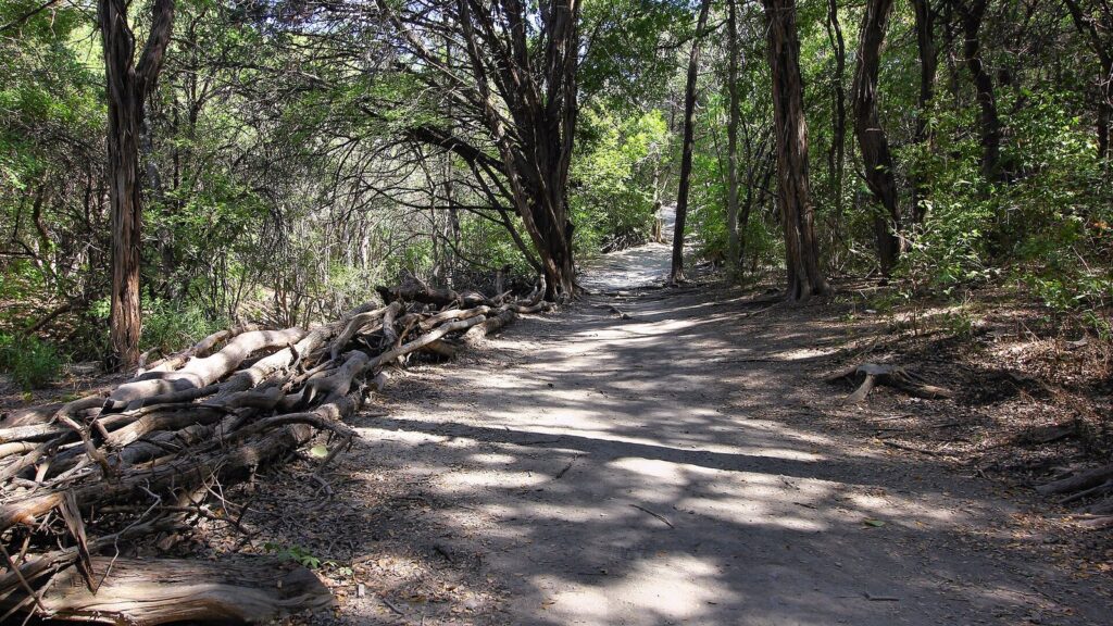 A shaded dirt trail through dense cedar and oak woodland in Walnut Creek Metropolitan Park, a favorite for outdoor activities in Austin's north end