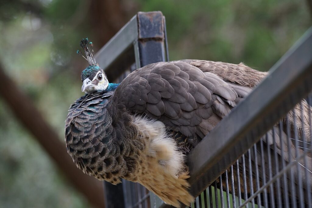 A peahen perched on a metal railing at the Austin Zoo, looking back over her shoulder