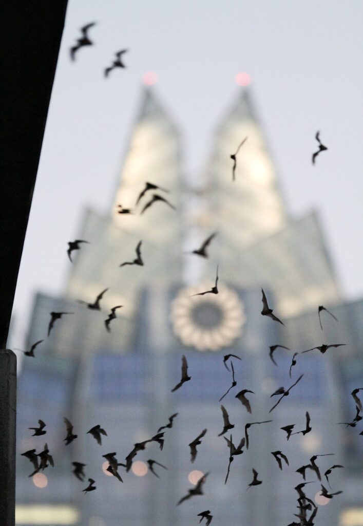 Mexican free-tailed bats flying at dusk by the Congress Avenue Bridge, with the Frost Bank Tower behind
