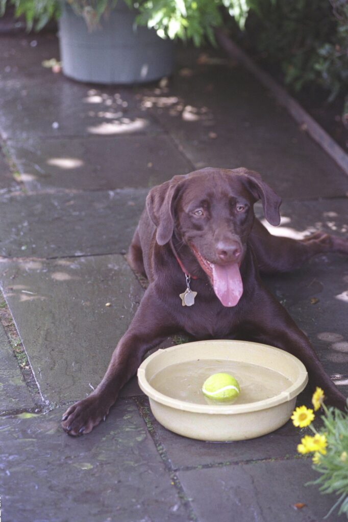 A chocolate Labrador lying on a shaded stone patio beside a water bowl with a tennis ball floating in it, the setup to look for at dog friendly bars and breweries in Austin