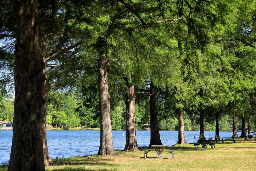Tall cypress trees shading picnic tables on the Lake Austin shore at Emma Long Metropolitan Park, a stop in this pet friendly Austin travel guide