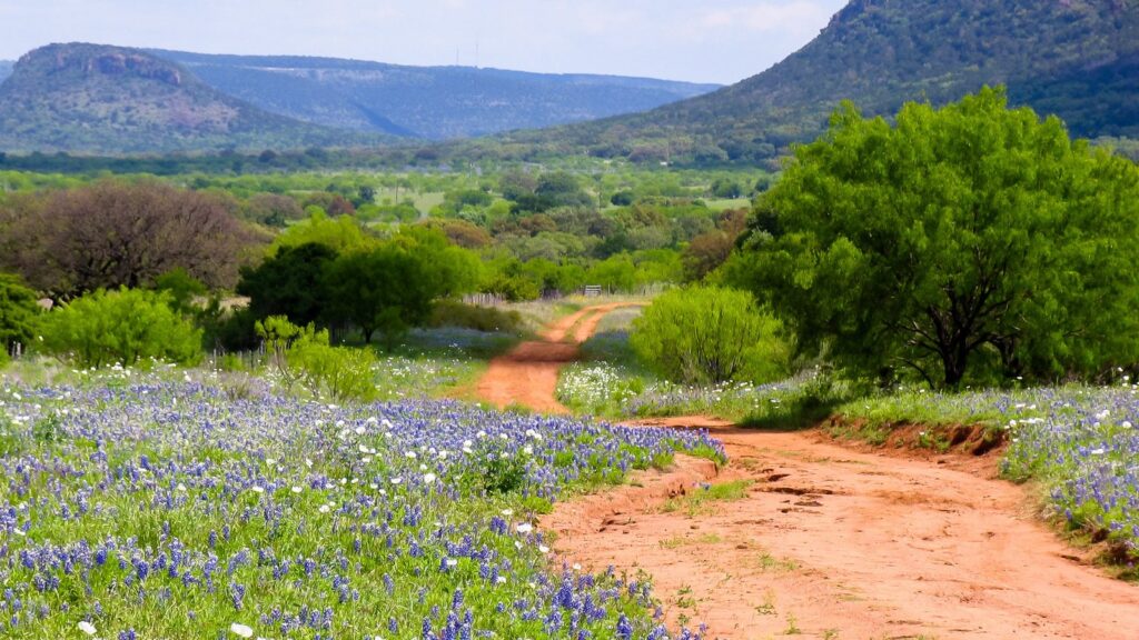 Bluebonnets and white wildflowers beside a red dirt road running into green Texas Hill Country hills