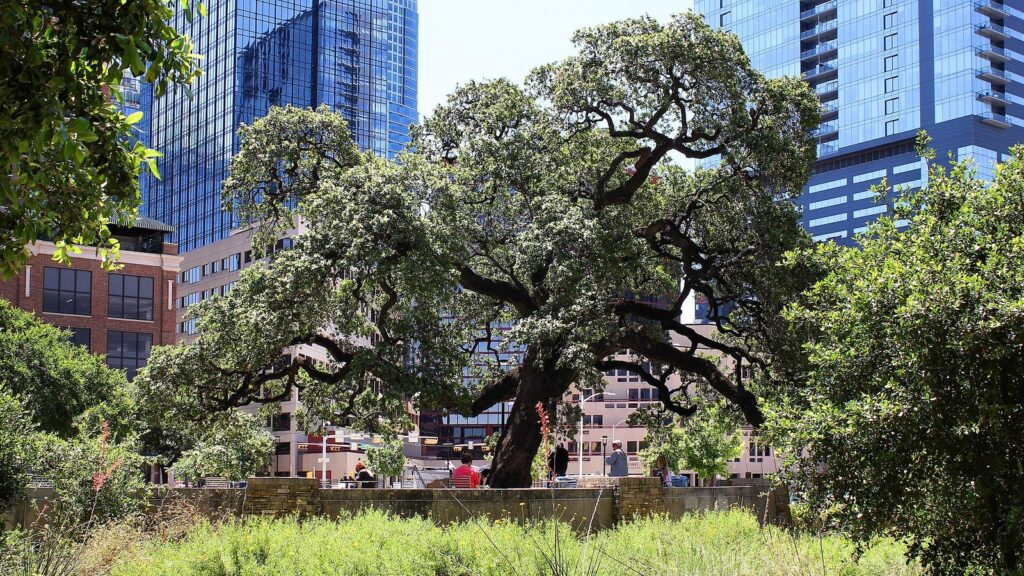 A huge spreading live oak shading the patio at Republic Square Park, with downtown Austin glass towers behind