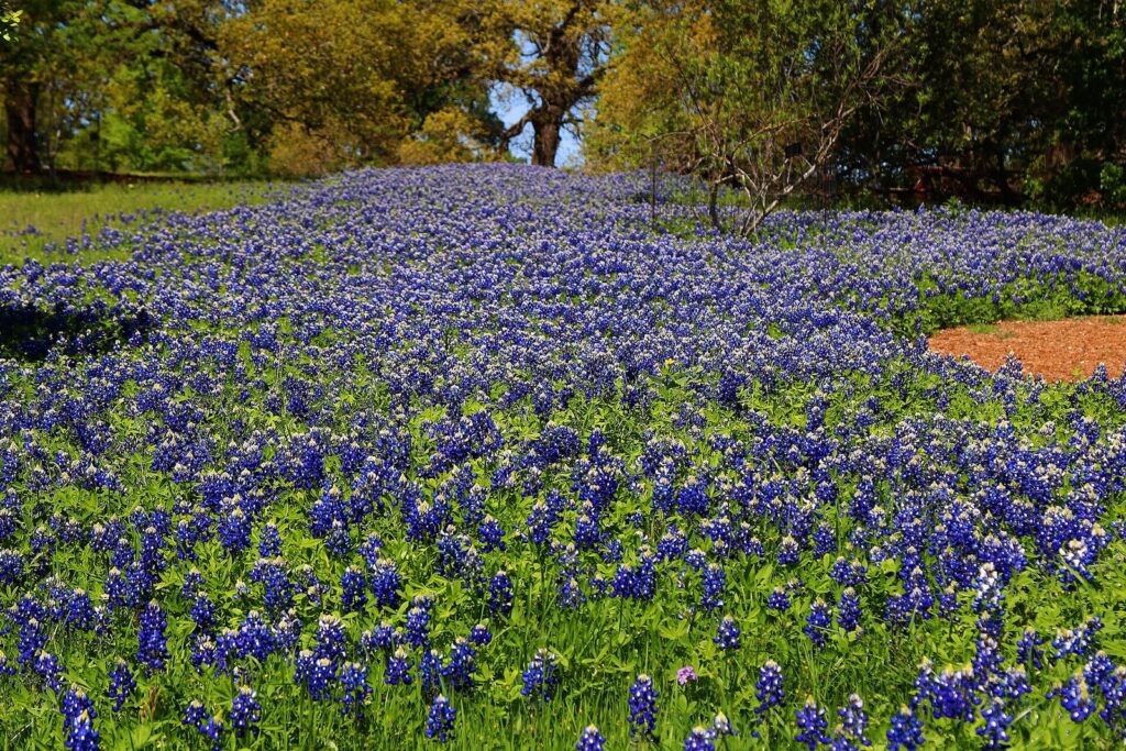 Bluebonnets in bloom at the Lady Bird Johnson Wildflower Center in spring, the best time to visit Austin for wildflowers