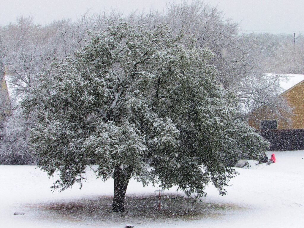 A live oak dusted with snow in an Austin yard during Winter Storm Uri in February 2021